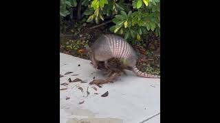 How armadillos gather foliage for their nests