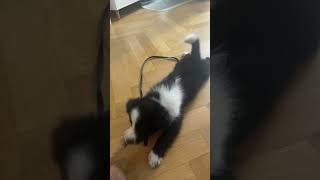 Jona the 8 weeks old  border collie puppy at new home!