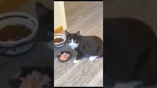 Cute cutiest cat Dino II @rebeccarowena68 #shorts #viralvideo #cute