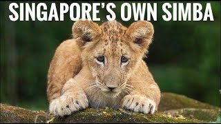 Lion Cub I Singapore's Simba I Pride of Jungle I Lion King I Singapore Zoo I African lion I WildLife