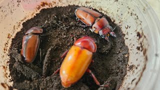 Stag beetle  and Flower beetle breeding projects progress so far #stagbeetle #flowerbeetle #animals