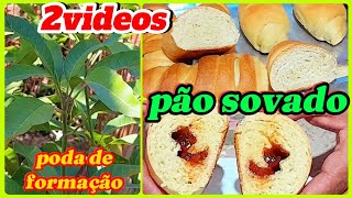 Como fazer receita econômica de pão caseiro?// Poda de formação de pé de manga?