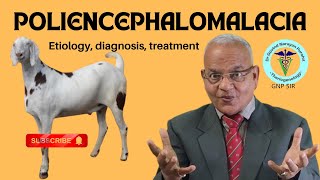 Understanding Poliencephalomalacia: Impact on Goats, Buffalo Calves, and Calves | GNP Sir