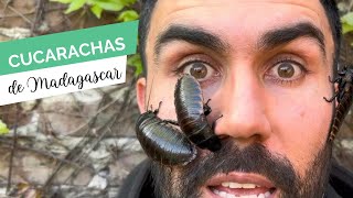 Cucarachas de Madagascar 🪳