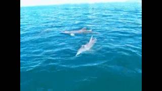 Wild Dolphins Feeding in Moreton Bay, Australia