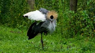 Венценосный журавль.Crowned crane.