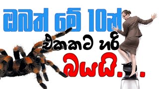 ලෝකයේ මිනිසුන් වැඩියෙන්ම බය දේවල් | Top 10 common Phobias