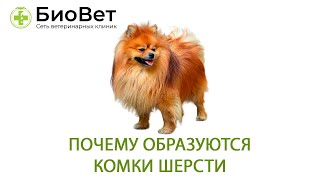 Почему образуются комки шерсти?