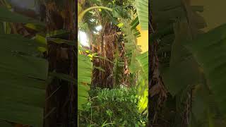 BANANEIRA COM MAIS DE 4 METROS DE ALTURA - BANANA OURO E MAÇÃ #bananeiras #plantas #cultivoorganico