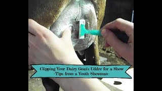 Clipping a Dairy Goat's Udder for the Show Ring-Tips from a Youth Showman