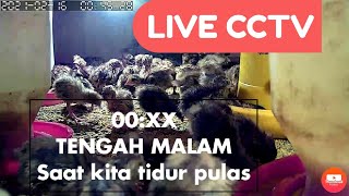 Live kondisi doq puyuh saat dini hari.. Peternak tidur