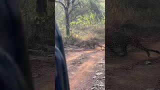 Rare leopard sighting in Panna #leopard #pannanationalpark #junglesafari #tiger #animals #wildlife e