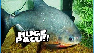 Ultimate Pacu Fish Care Guide: Top Tips for a Thriving Tank - Perfect for Monster Fish Enthusiasts!