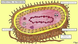 02. DOMINIO BACTERIA