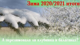 Перезимовала ли клубника в балагане/теплице? Итоги зимы 2020/2021.