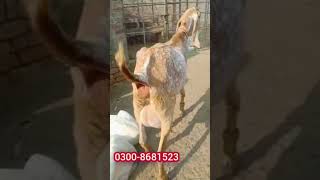 #shorts | shorts | short video | shorts videos  | goat farming