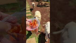 Ayo Makan Mbek! #sheep #domba #feeding #animals #love #cute #funny