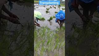 Paddy Transplanting // धान की रोपाई #shorts #kheti #farmer