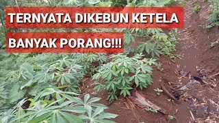 MENCARI TANAMAN PORANG LIAR!!