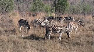 Mabula Game Lodge,  South Africa, 남 아프리카 사파리