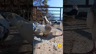 🦅😲pigeon #kabutar #youtubeshorts #viral #shorts