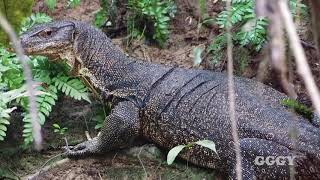 Kinabatangan River Morning Cruise, Sabah, Malaysia