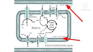 ETC- Electron Transport Chain