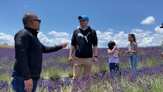 CCT Karaka Lavender Farm in New Zealand