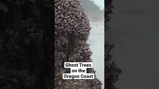 Ghost Trees #oregoncoast