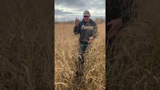 Is Twin Row Switchgrass Poised to be the New Standard for Drill Seeded Upland Switchgrass?