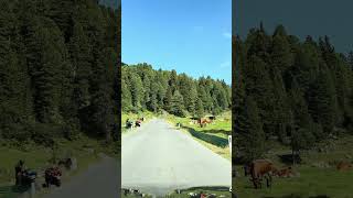 🇦🇹 Kuhtai: too many a cow