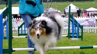 DOG FEST NORTH ENGLAND  - GODT NATURAL INSTINCT