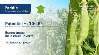 𝗣𝗔𝗗𝗗𝗟𝗘 🟢 Une variété de pois d’hiver à grains verts très productive @florimond-desprez