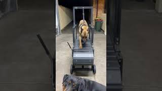 WHATTTT!!! Malinois running the Chase pro dog Slatmill/ treadmill