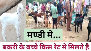 बकरी के बच्चे मंडी में किस रेट में मिलते हैं | Bakri Ke Bacche Kitne Me |jamunapari Bakri ke bacche