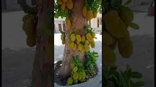 #jackfruit #tree #village