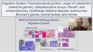 Digestive System- Pyloroduodenal Junction, Crypts of Liberkuhn (Intestinal Glands)