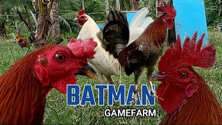 Lets Visit The Farm Of Batman Gamefarm