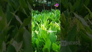 turmeric farming | പ്രതിഭ മഞ്ഞൾ