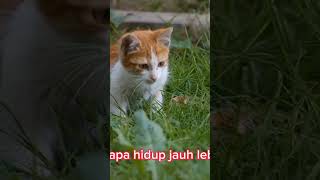 umur kucing