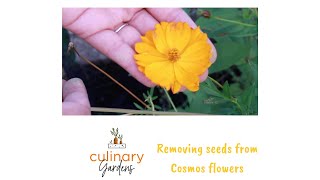 Removing Cosmos Seeds | Culinary Gardens