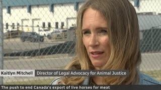 Will Canada Finally Ban Live Horse Exports for Slaughter? 🐴🇨🇦