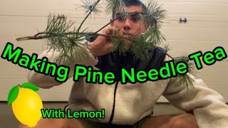 How to make pine needle tea