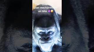 Ce gorille a un plan machiavélique 😈😂 #shortsvideo #shorts #gorilla #animals #singe #monkey #funny