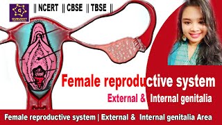 Female reproductive system | External &  Internal genitalia Area | Anatomy and Physiology