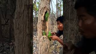 Many #birds found in a tree