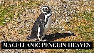 MAGDALENA ISLAND'S MAGELLANIC PENGUINS, NEAR PUNTA ARENAS, CHILE