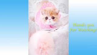 FUNNY CATS VIDEOS FOR KIDS 2021