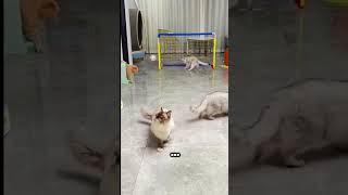 Video Kucing Lucu bermain futsal #cat #funnyvideo #kucinglucu