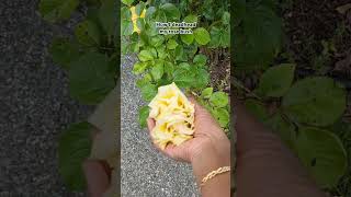 deadheading rose bush #rose #garden #gardening #plants #flowers #short #shorts #deadheading